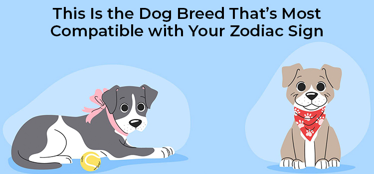 Here, let us briefly learn about the best possible zodiac compatibility that people of different signs can have with various dog breeds.